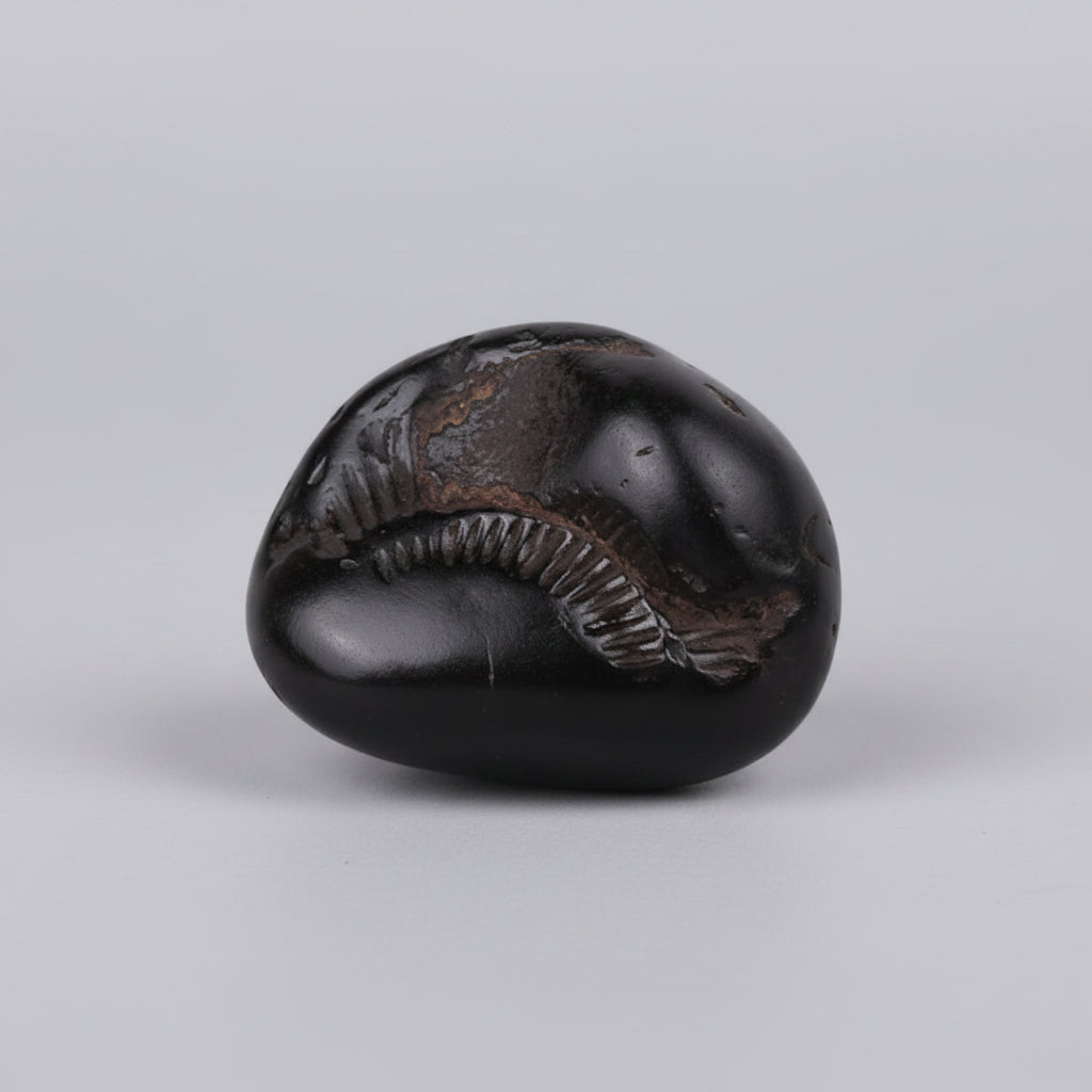 Surya Shaligram Shila - III
