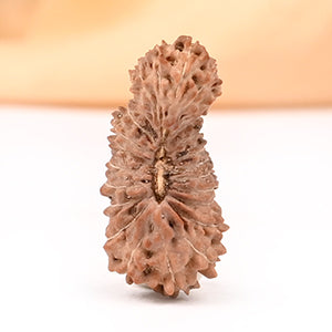 26 Mukhi from Java Large