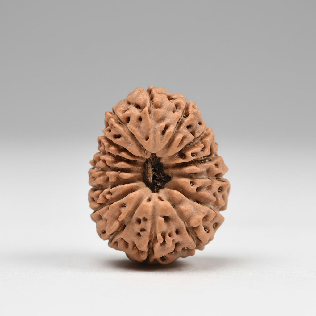 Fifteen Mukhi from Java Indonesia Small