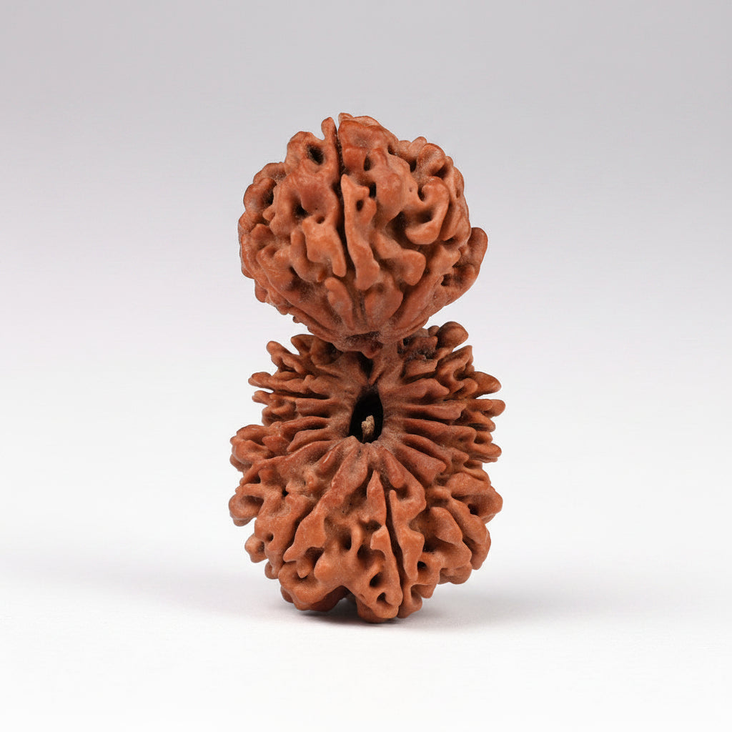 Super Collector Gauri Shankar 20 Mukhi from Nepal