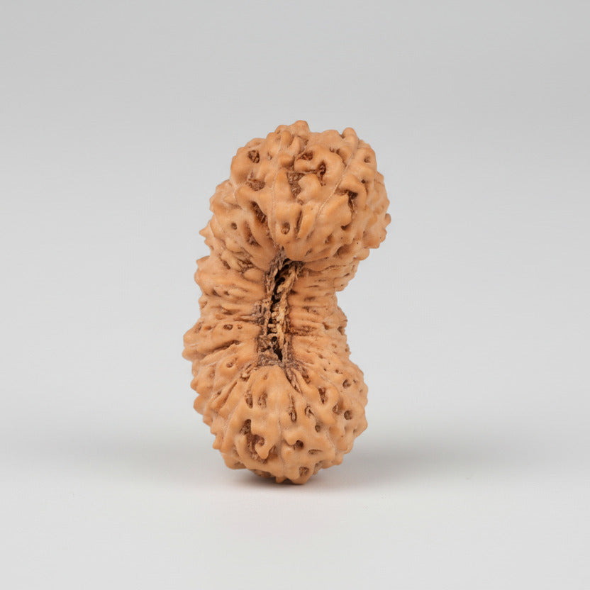 27 Mukhi from Java Indonesia Large