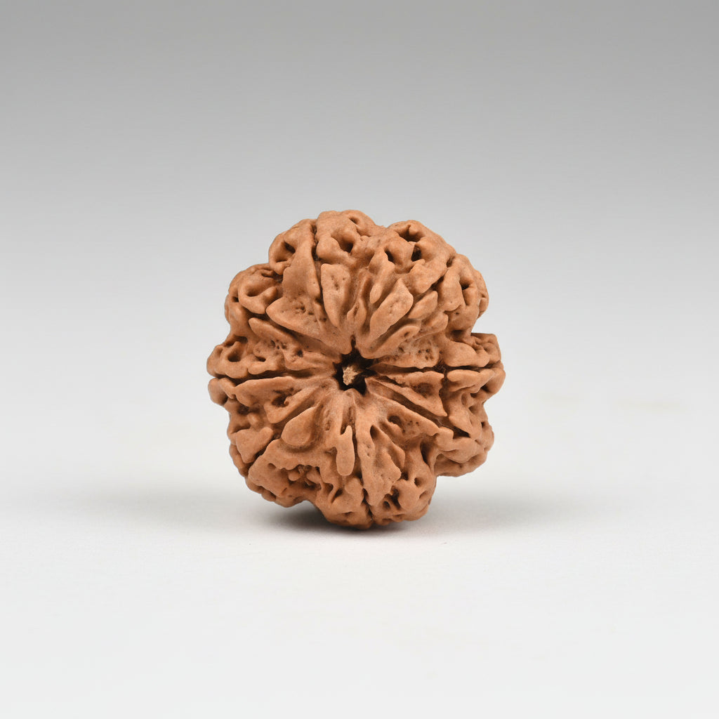 Collector 8 Mukhi from Nepal