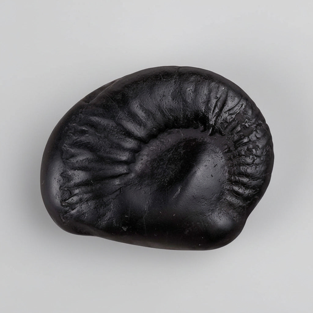 Janeudhari Vaman Shaligram Shila
