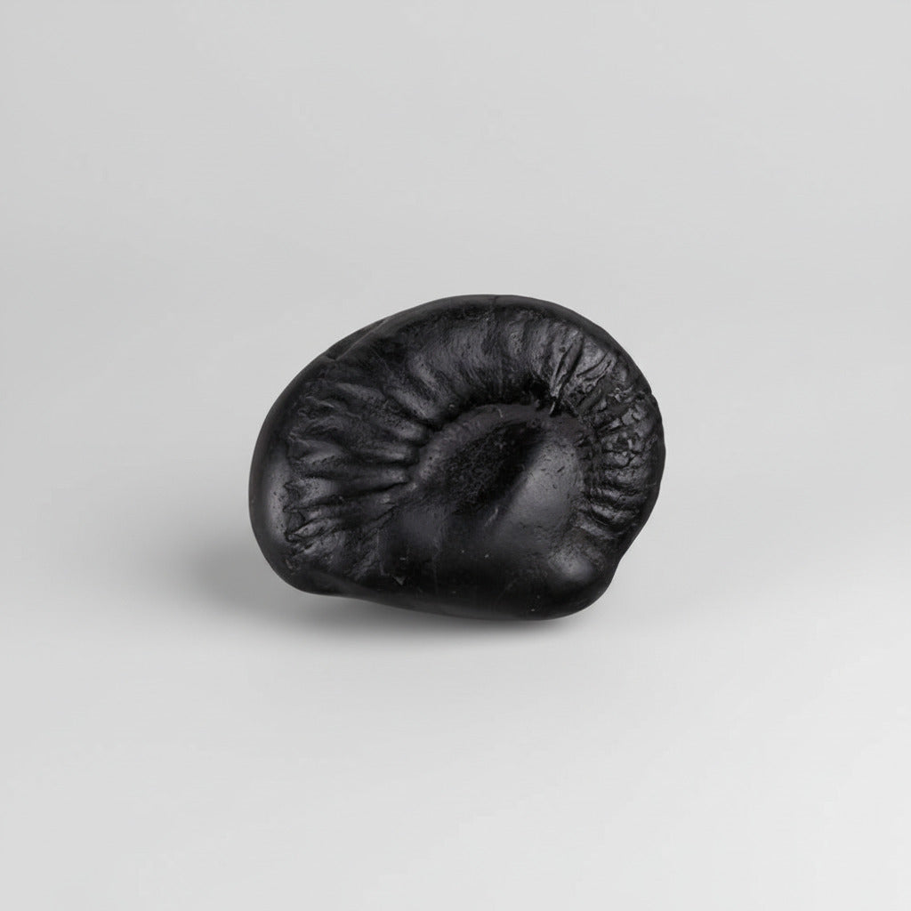 Janeudhari Vaman Shaligram Shila