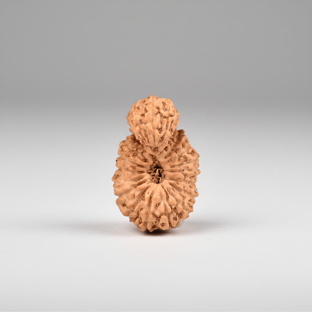 Garbh Gauri from Java 20 Mukhi