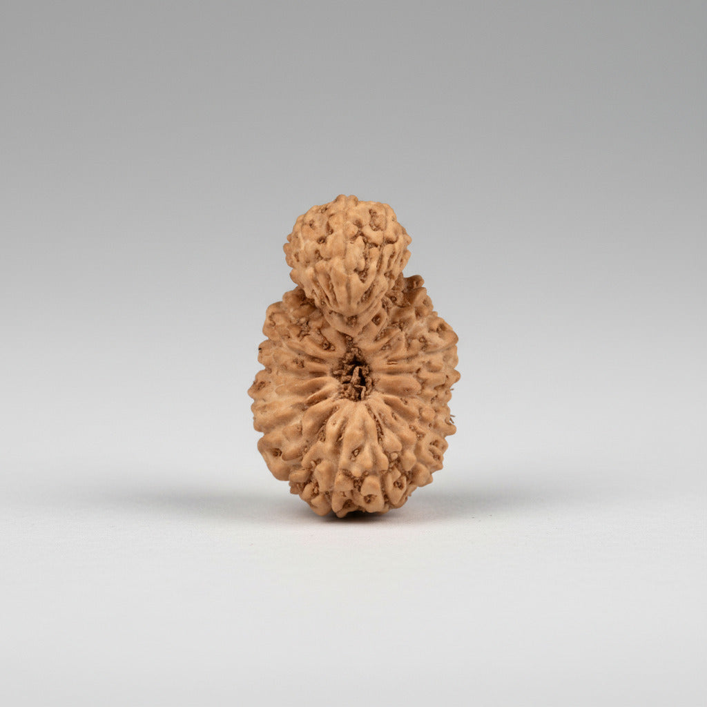Garbh Gauri from Java 20 Mukhi