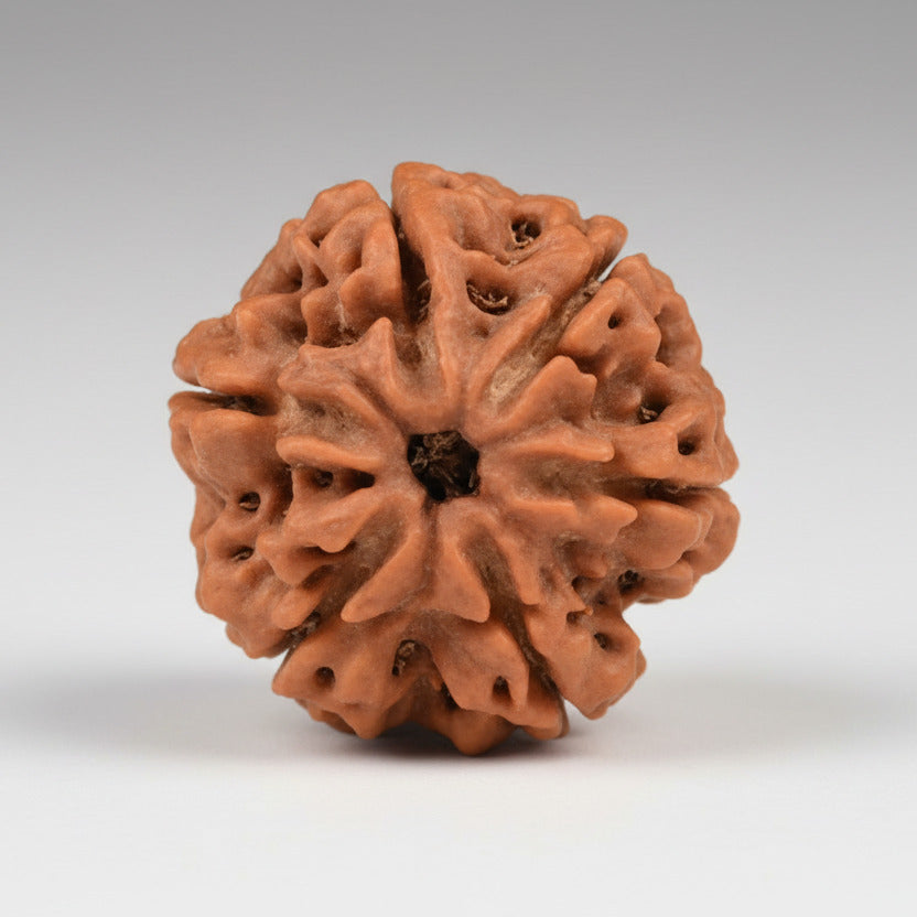 Six Mukhi from Nepal Large