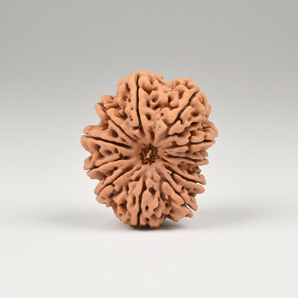 Super Collector 11 Mukhi from Nepal