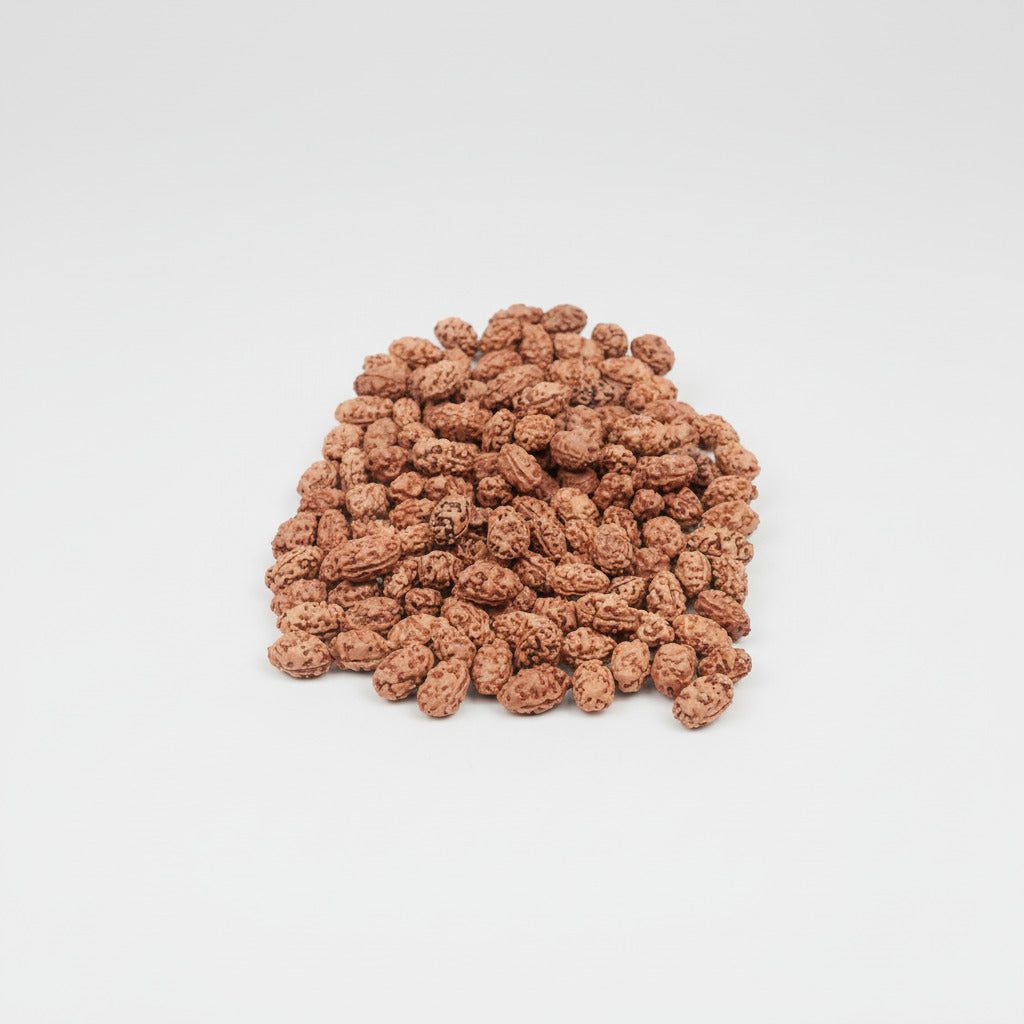 Collector Two Mukhi from Java Indonesia