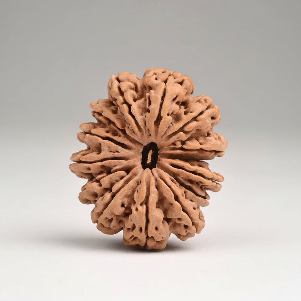 Super Collector 14 Mukhi