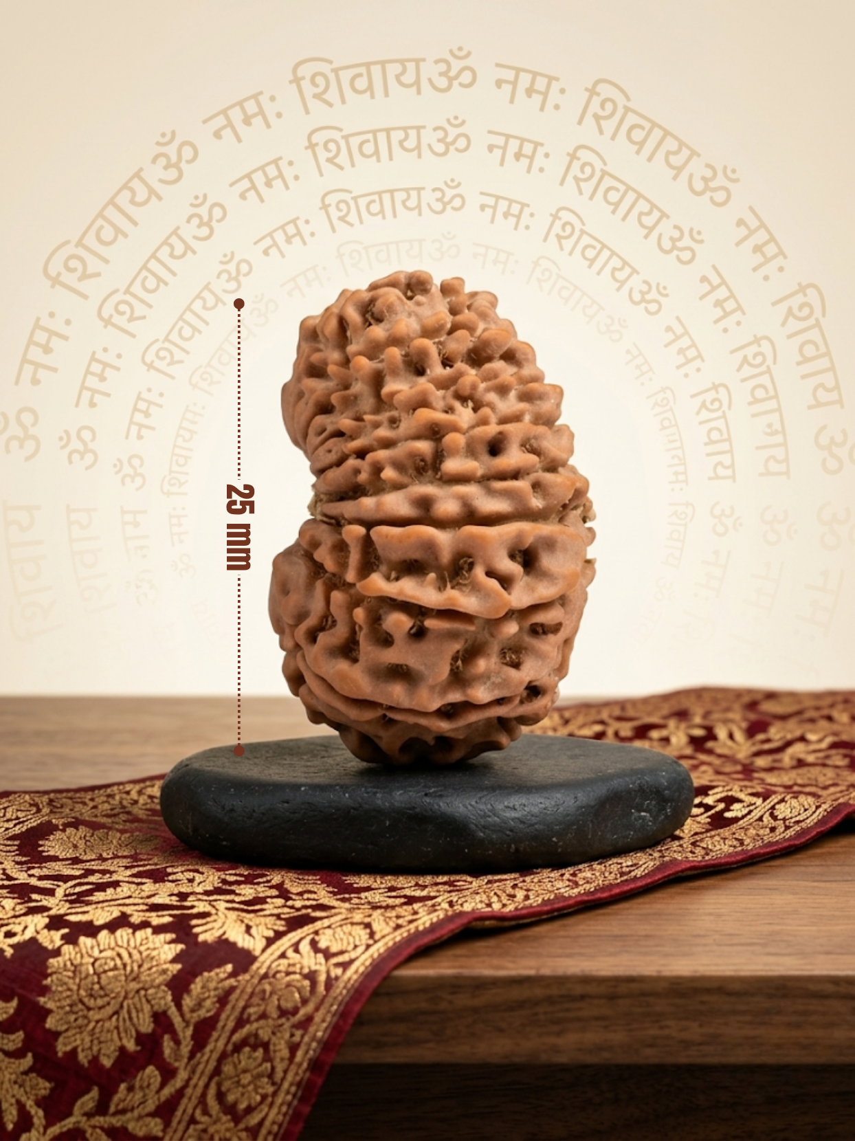 17 Mukhi Rudraksha from Nepal | 25 mm | Certified