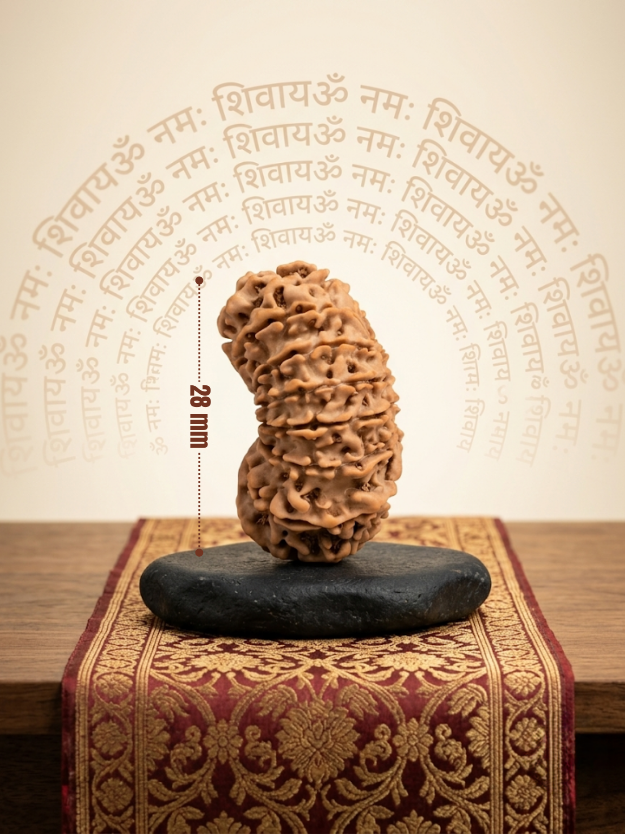 16 Mukhi Rudraksha from Nepal | 28 mm | Certified