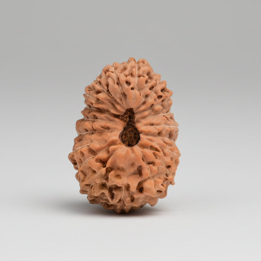 19 Mukhi from Java Indonesia Large