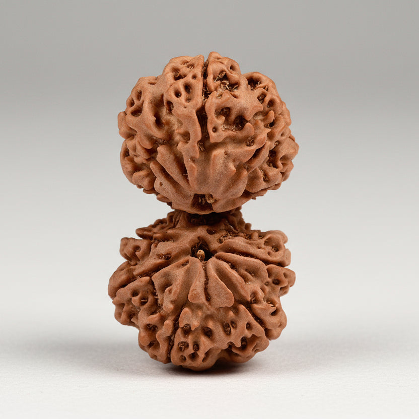 Gauri Shankar 11 Mukhi Large from Nepal
