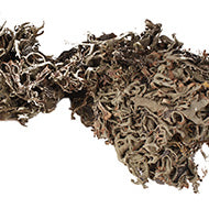 Chhadila