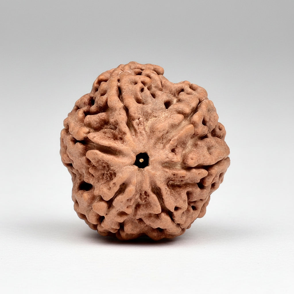 Super Collector 6 Mukhi from Nepal