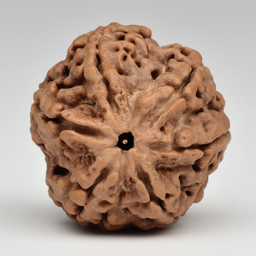 Super Collector 6 Mukhi from Nepal