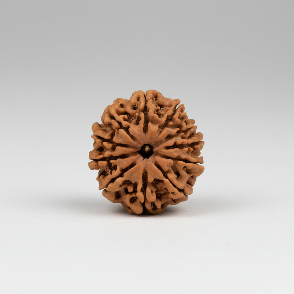 Eleven Mukhi from Nepal Large