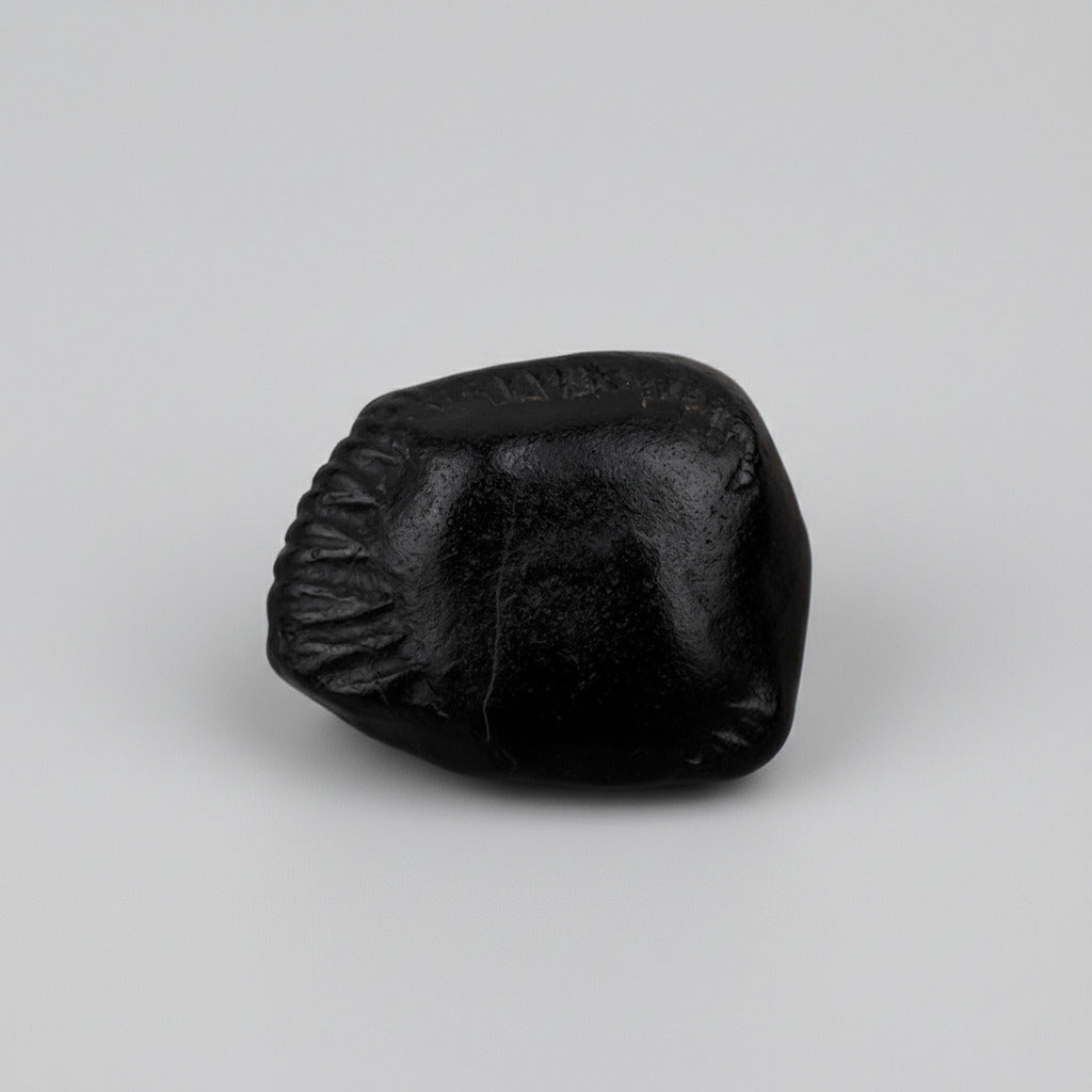 Buddha Laxmi Shaligram Shila