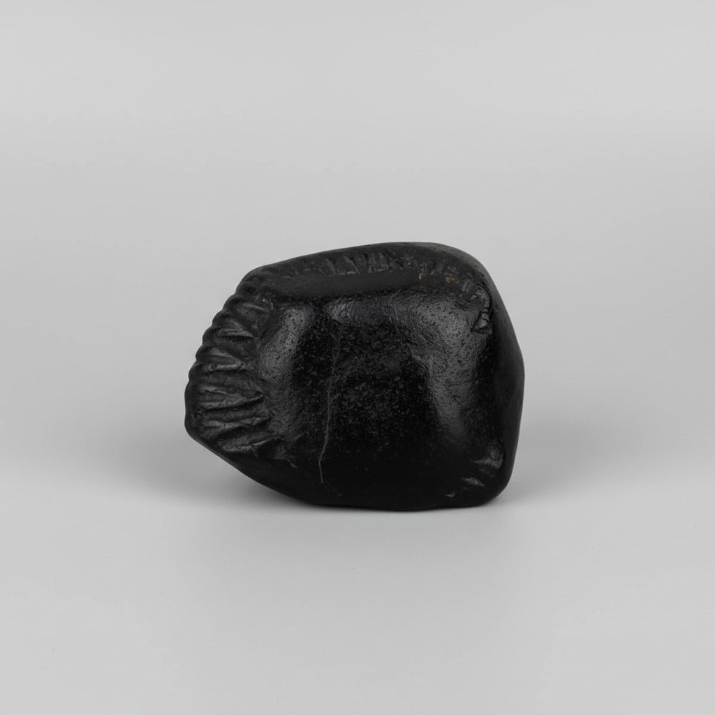Buddha Laxmi Shaligram Shila