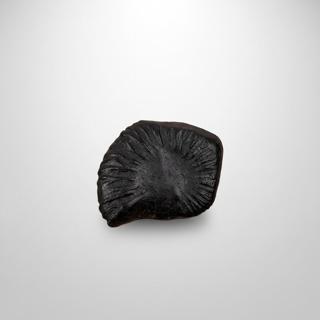 Laxmi Shankh Shaligram Shila - II