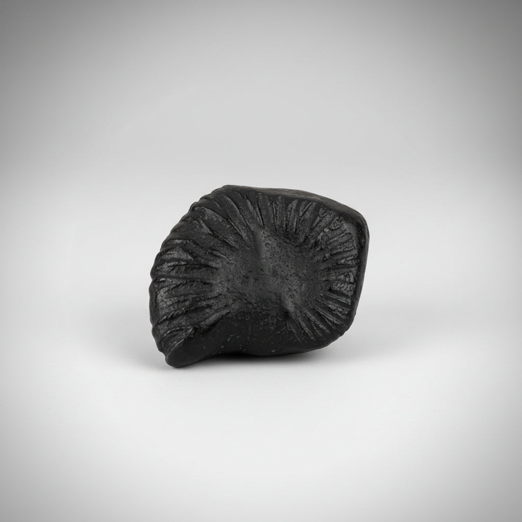 Laxmi Shankh Shaligram Shila - II