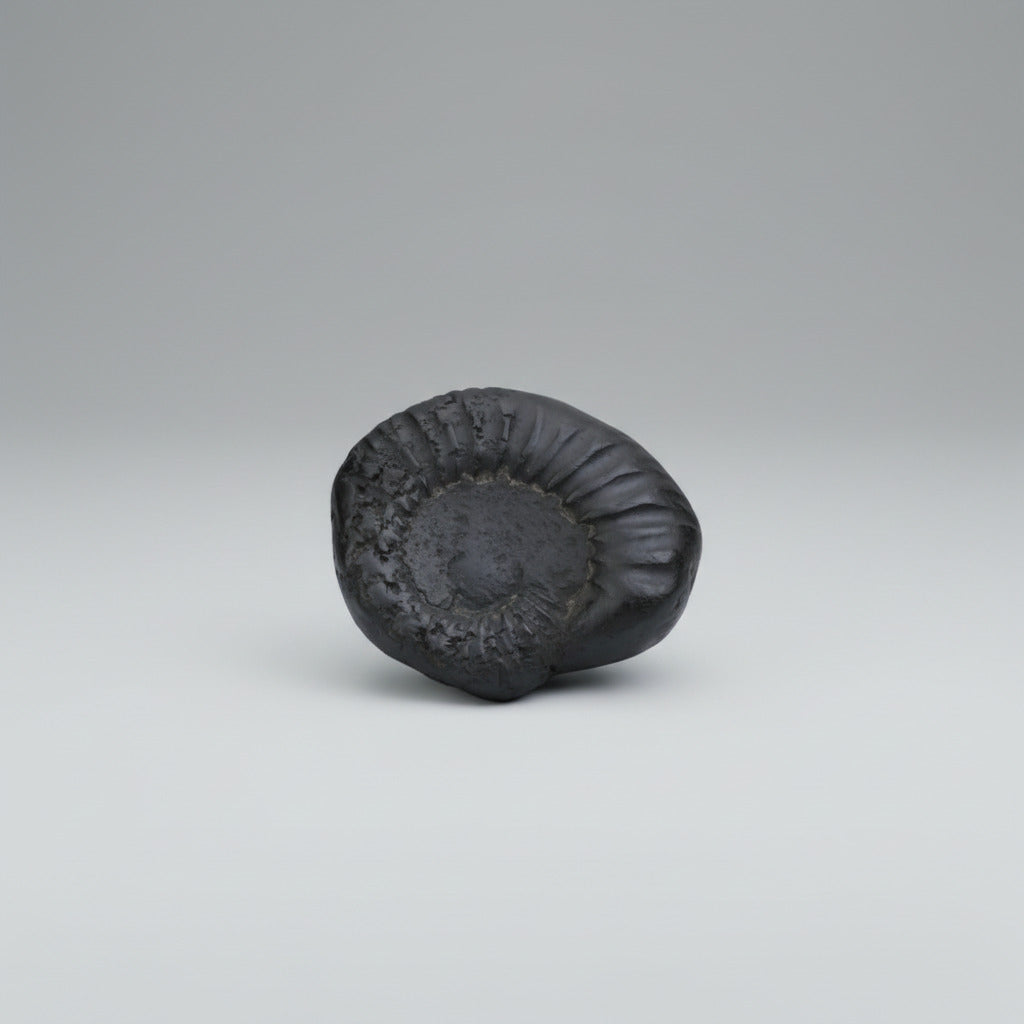 Keshav Kalpavriksha Shaligram Shila