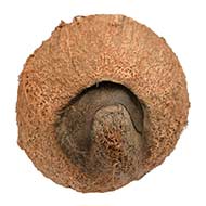 Ekakshi Nariyal (One Eyed Coconut)-288 gms