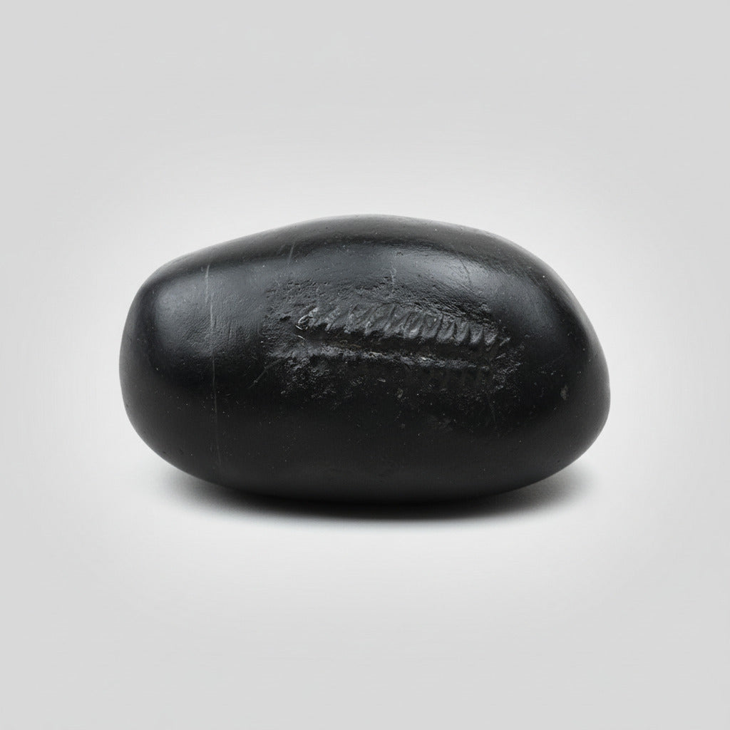 Hayagriva Shaligram Shila - II