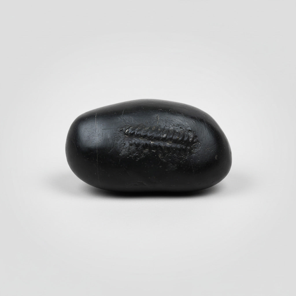 Hayagriva Shaligram Shila - II