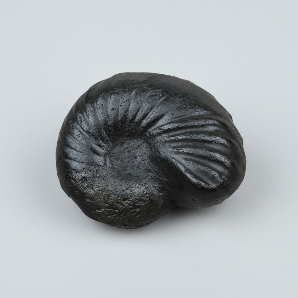 Kalpavriksha Laxmi Vishnu Shaligram Shila