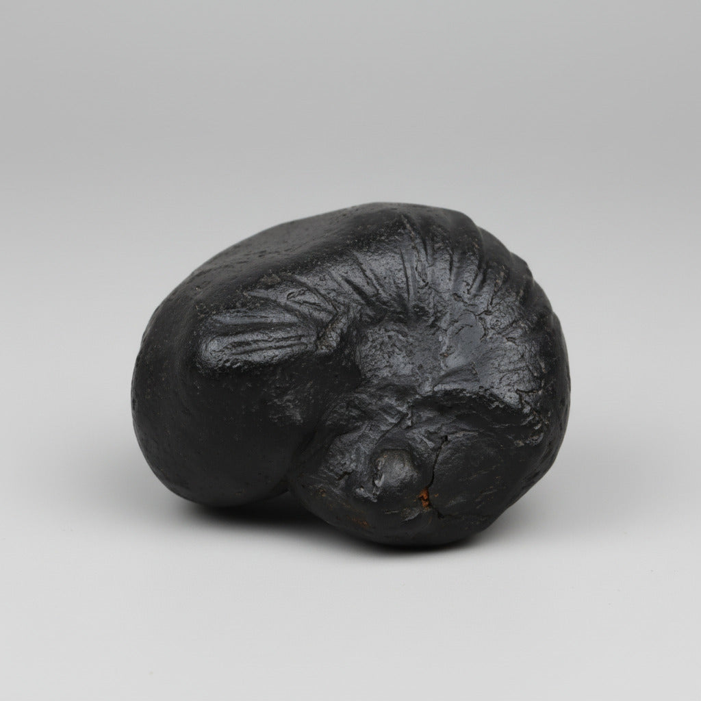Kalpavriksha Laxmi Vishnu Shaligram Shila