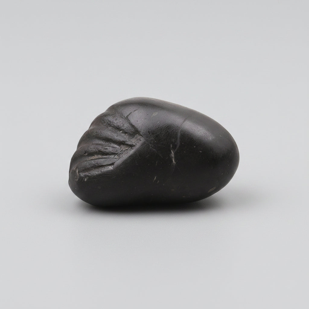 Laxmi Matsya Murti Shaligram Shila