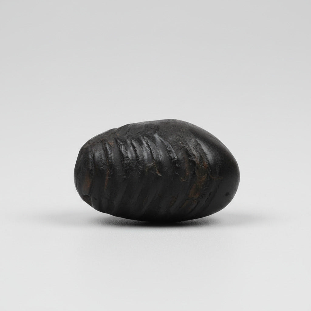 Golden Laxmi Shaligram Shila