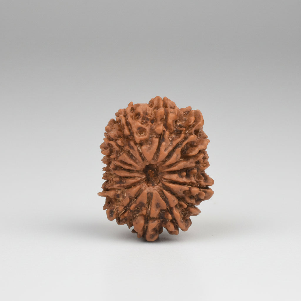 15 Mukhi from Nepal Large