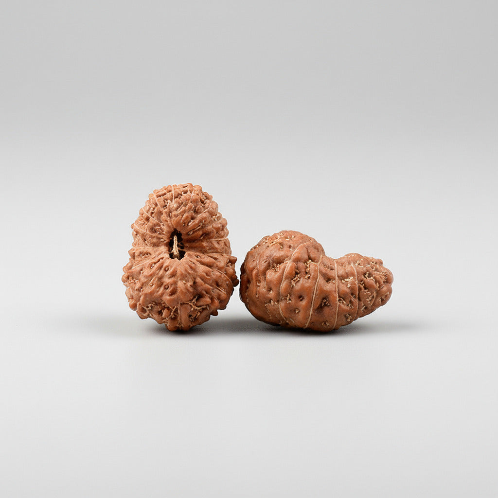 Fifteen Mukhi from Java Indonesia