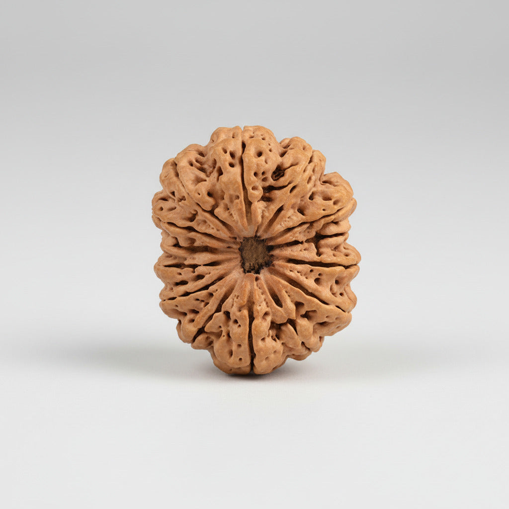 Super Collector 14 Mukhi from Nepal