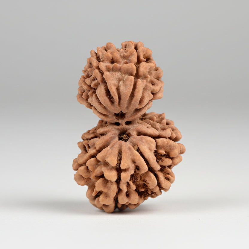 Gauri Shankar 10 Mukhi from Nepal