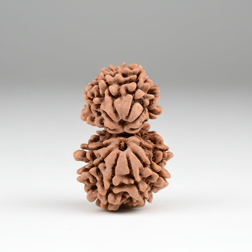 Gauri Shankar 12 Mukhi from Nepal