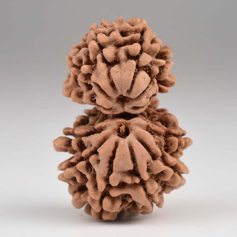 Gauri Shankar 12 Mukhi from Nepal