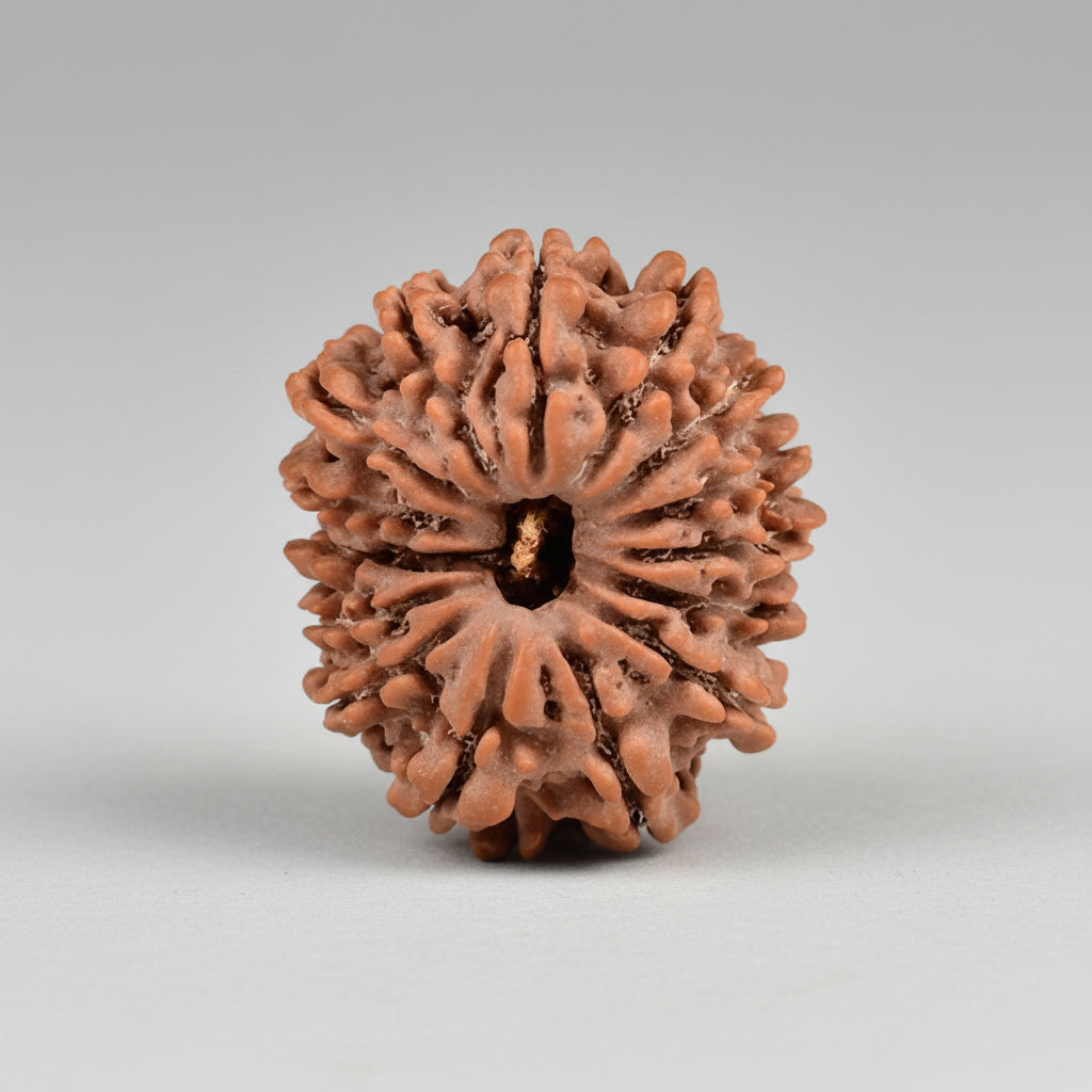 15 Mukhi from Nepal Small