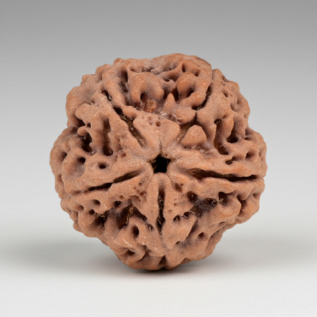 Super Collector 5 Mukhi from Nepal