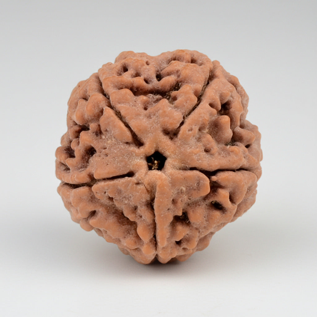 Collector 5 Mukhi from Nepal