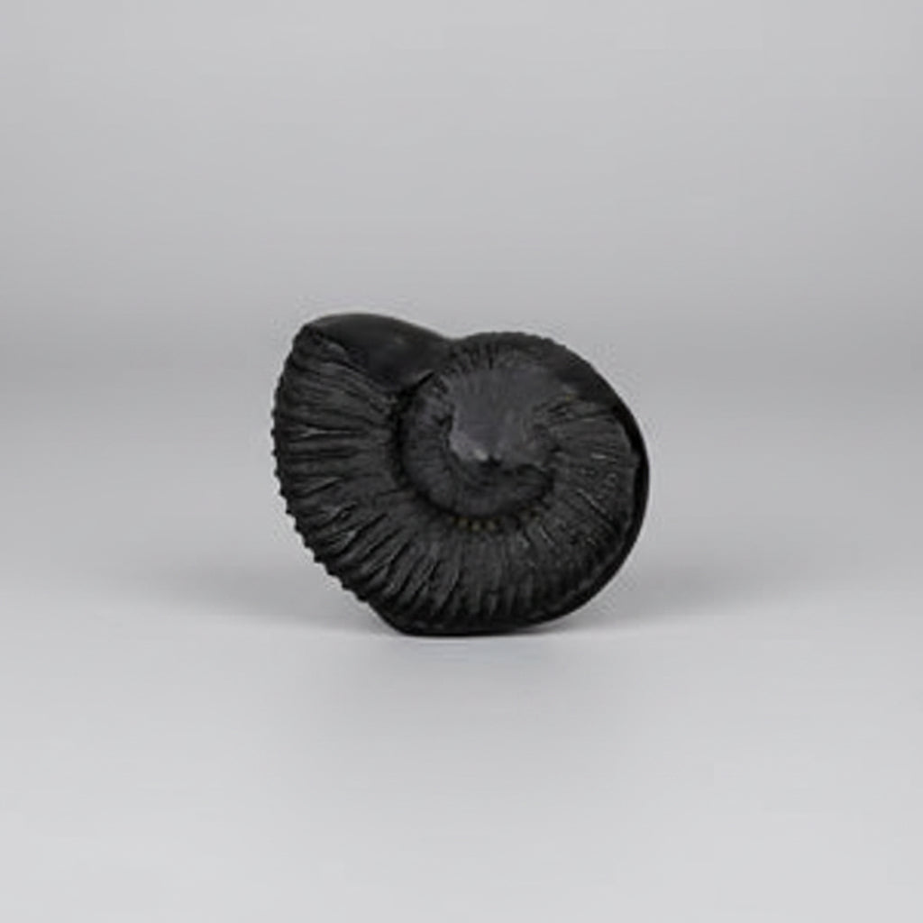 Surya Dakshinavarti Shankh Shaligram Shila