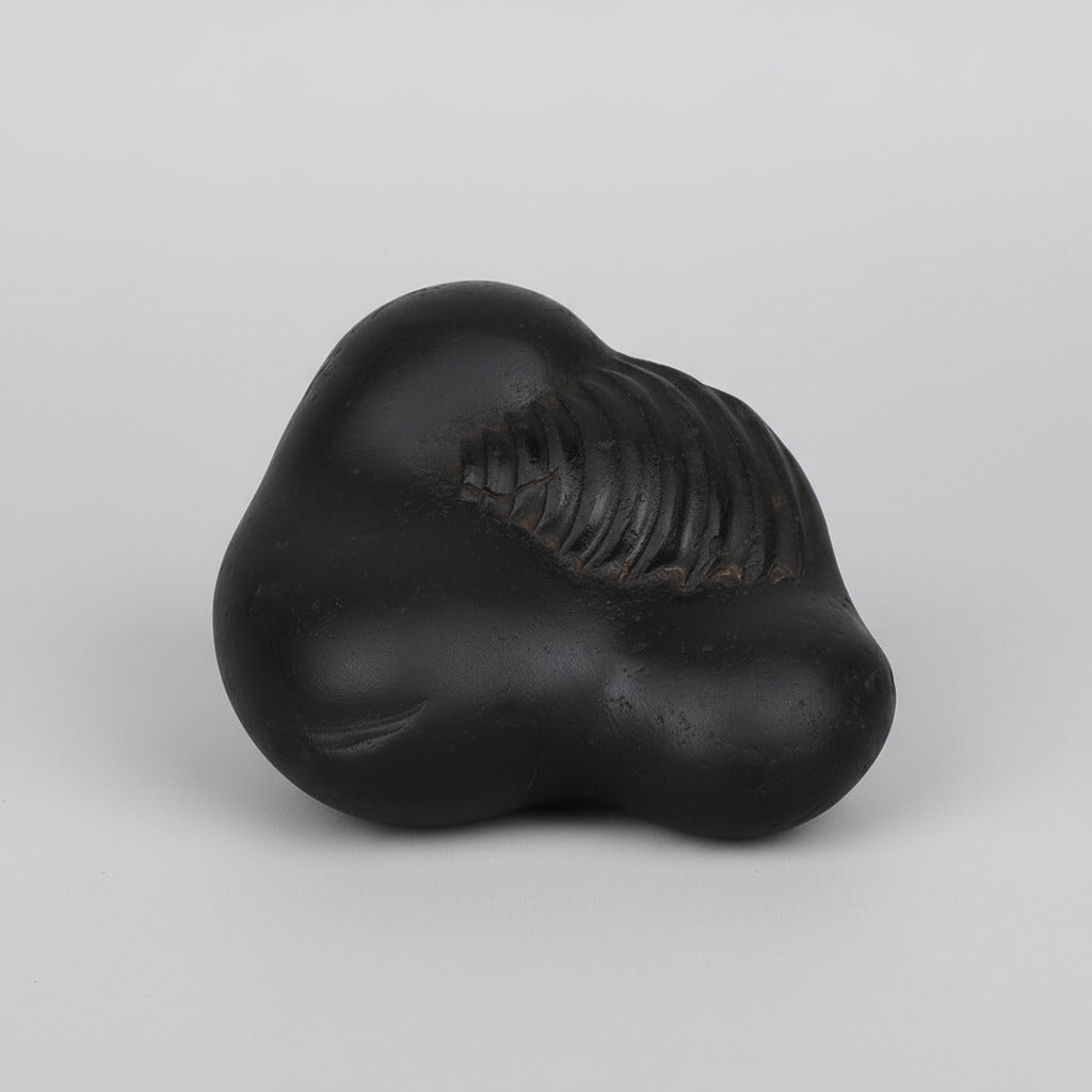 Buddha Laxmi Shaligram Shila - I