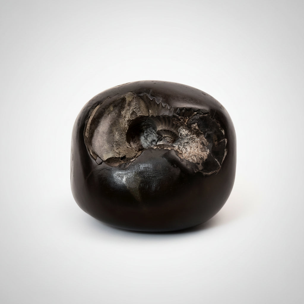 Ugra Kaali Mahavidya Shaligram Shila - 229 gms