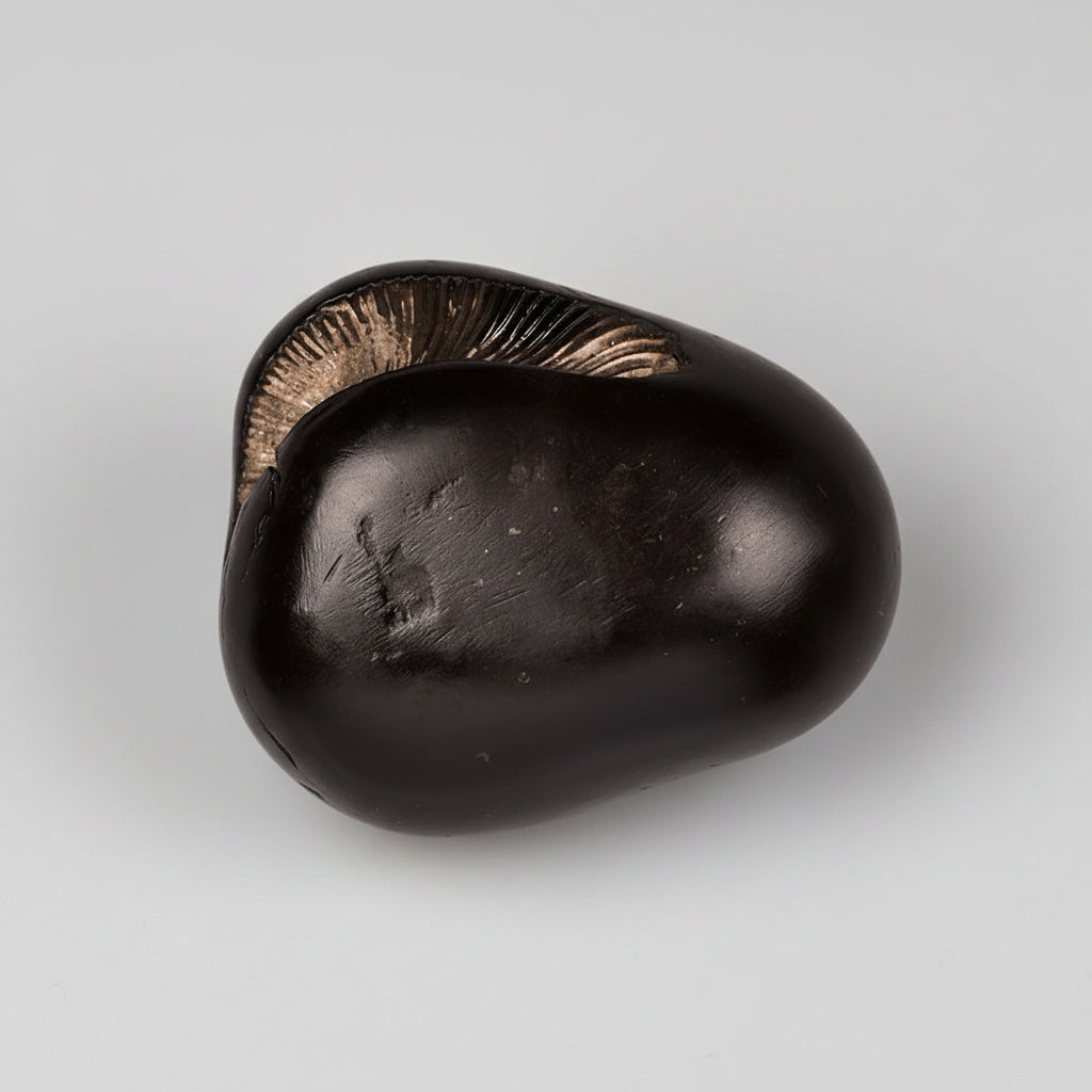 Ugra Narsimha Laxmi Shaligram Shila - 143 gms