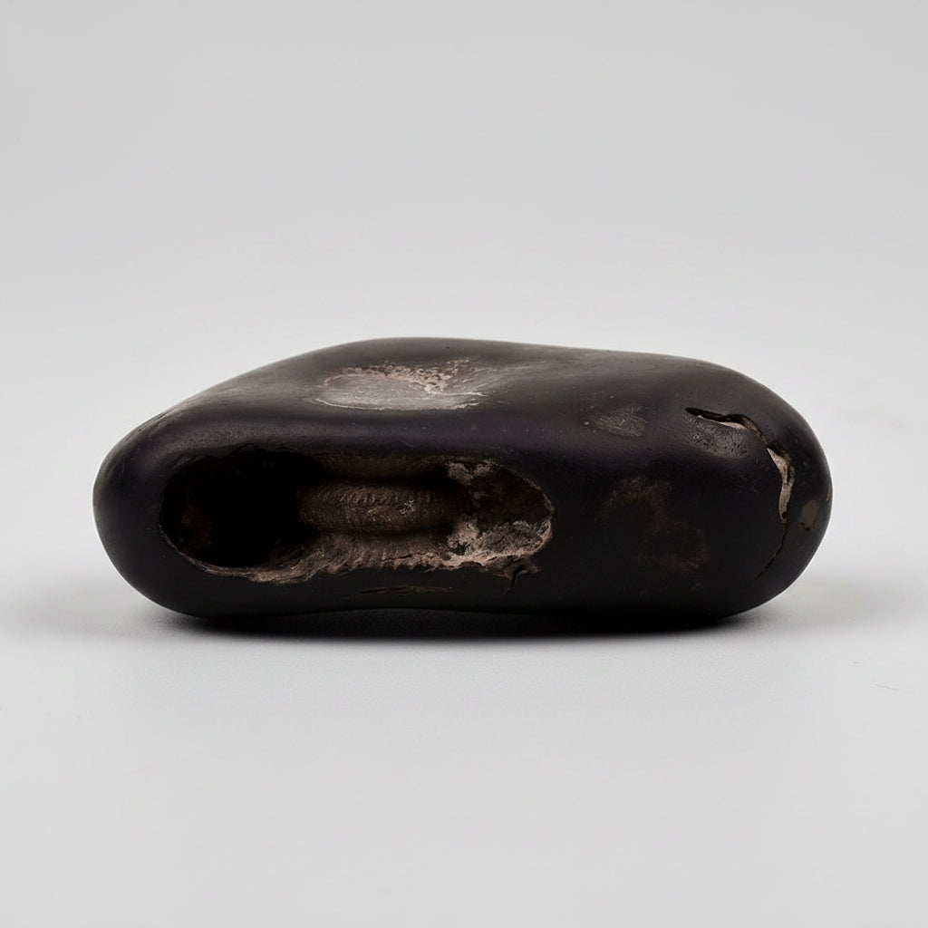 Mahakali Shaligram Shila - 208 gms