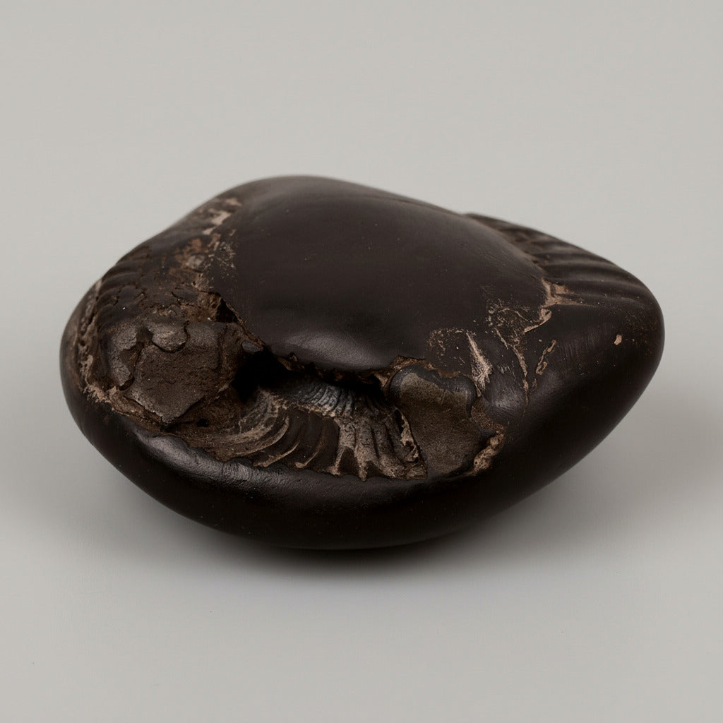 Chakradhari Vishnu Laxmi Shaligram Shila - 152 gms
