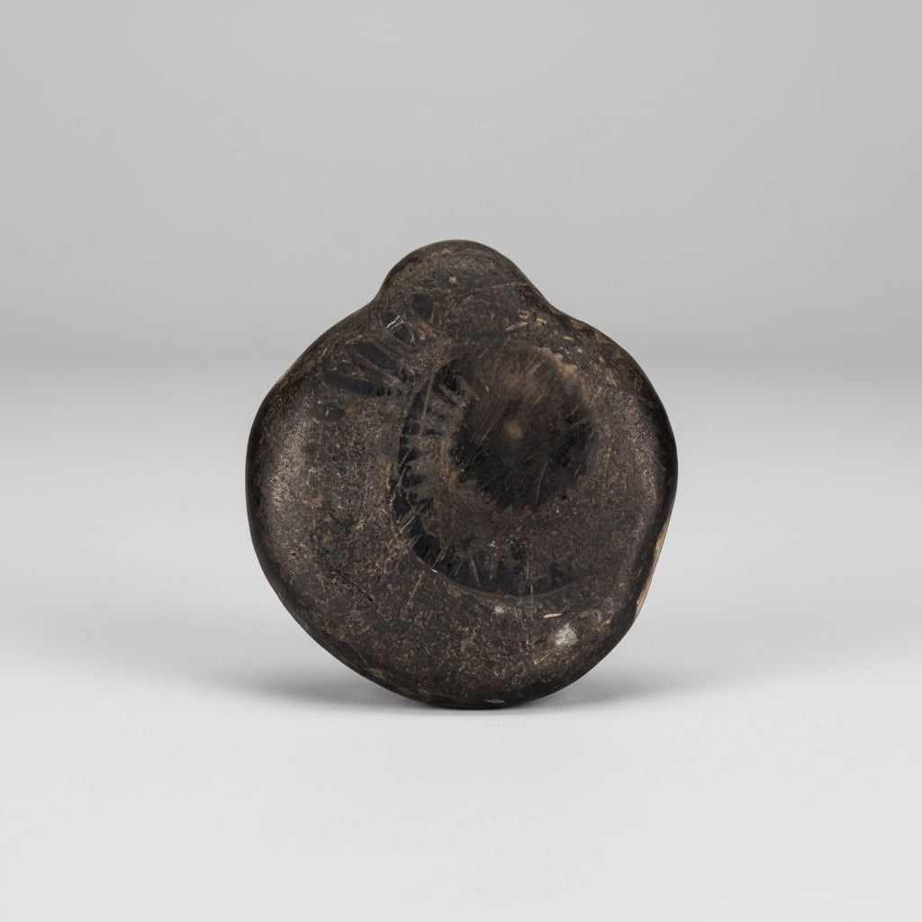 Kurma Mahavatar Shaligram Shila - 126 gms
